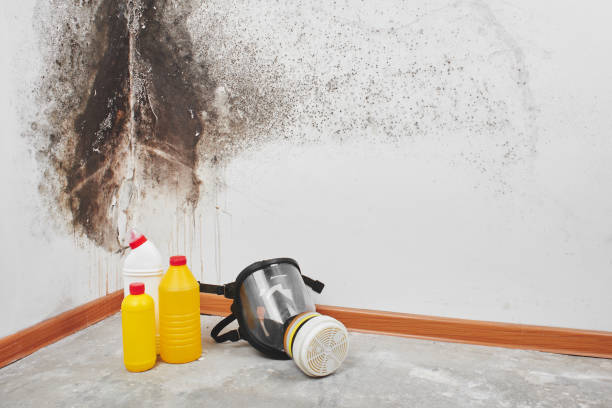 Best Affordable Mold Removal  in Sea Breeze, NC