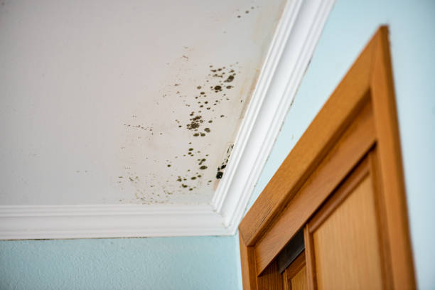 Attic Mold Removal in Sea Breeze, NC